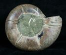 Cut & Polished Desmoceras Ammonite (Half) - #6330-1